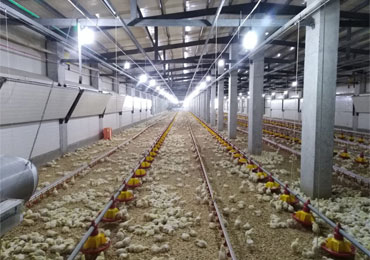Broiler Houses - Floor & Cages System