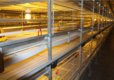 Broiler Houses - Floor & Cages System