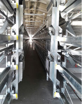 HALE DE PRODUCTIE OUA – LA SOL ETAJ, IN SISTEME VOLIERE SI CUSTI