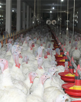 HALE RATE SI CURCANI