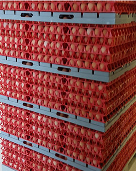 CENTRUL DE AMBALARE A OUAUELOR